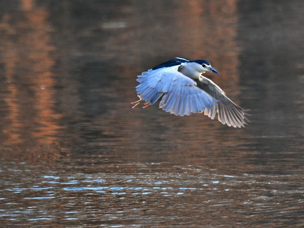 【视觉光影】明 湖 夜 鹭 （20）