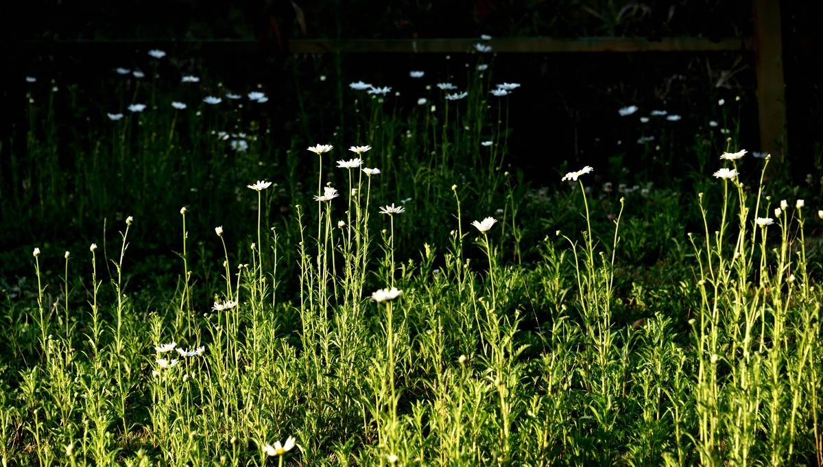 邛海湖畔【12】