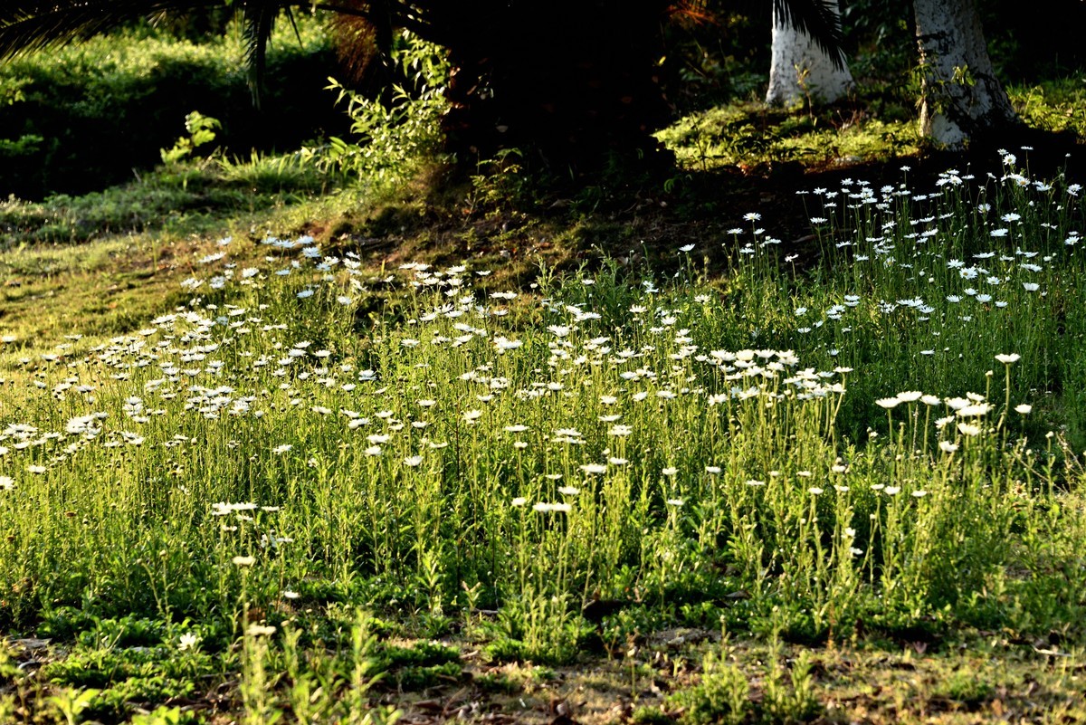 邛海湖畔【12】