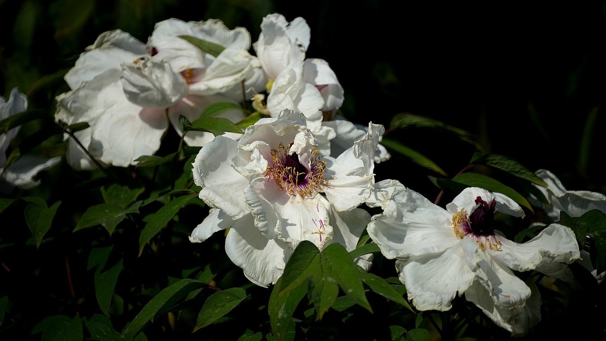 250504 ------  牡  丹