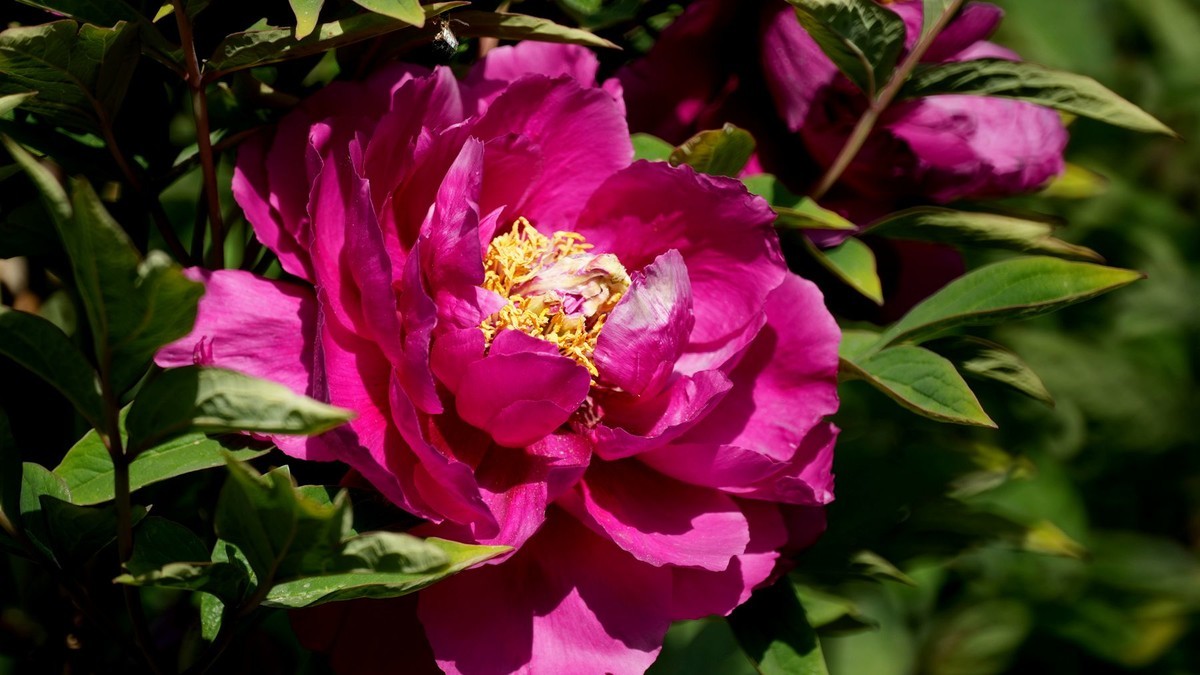 250504 ------  牡  丹