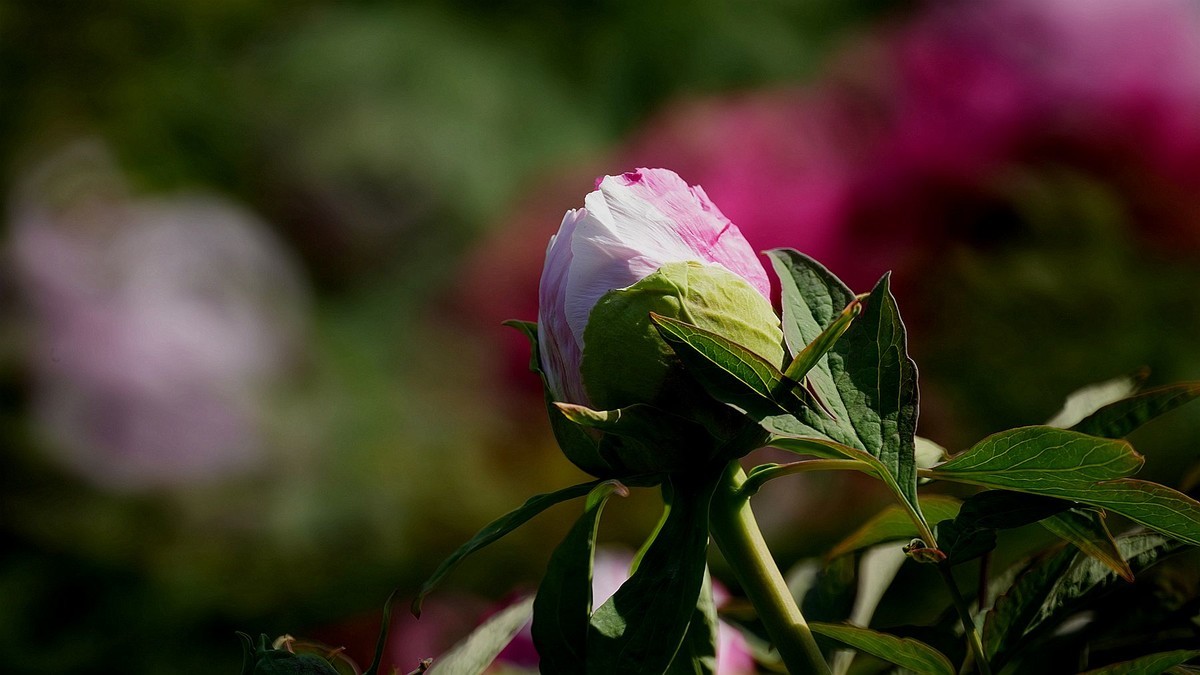 250504 ------  牡  丹