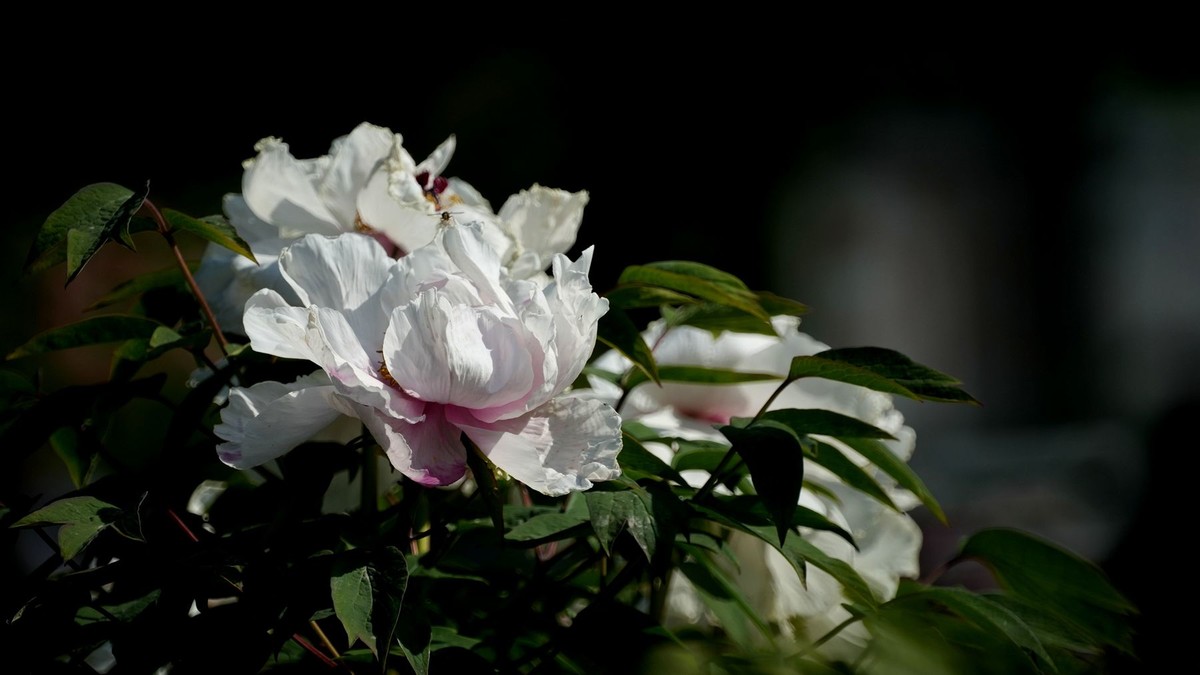 250504 ------  牡  丹