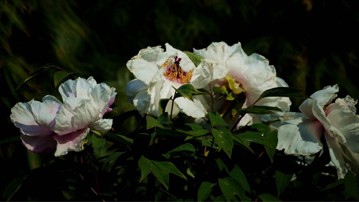 250504 ------  牡  丹