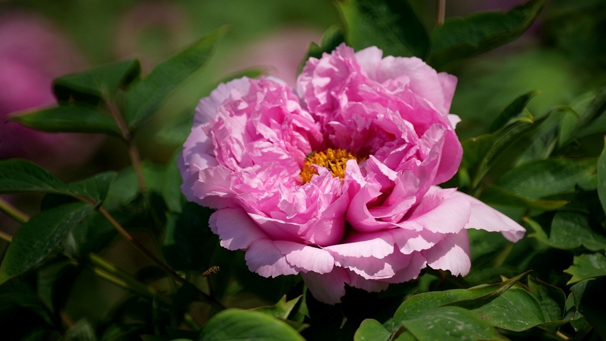 250504 ------  牡  丹