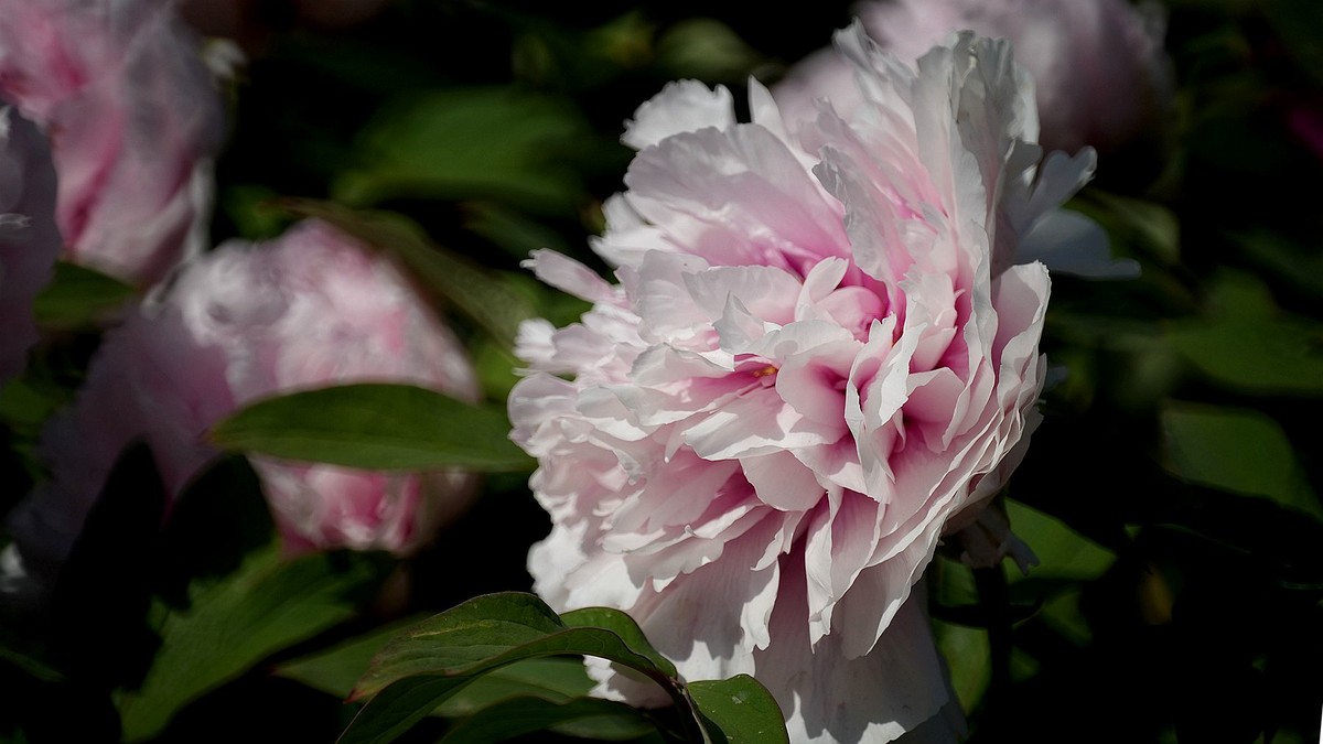 250504 ------  牡  丹