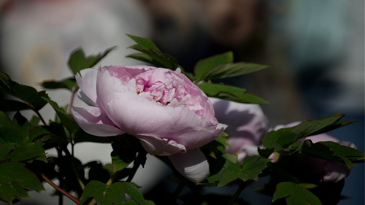 250504 ------  牡  丹