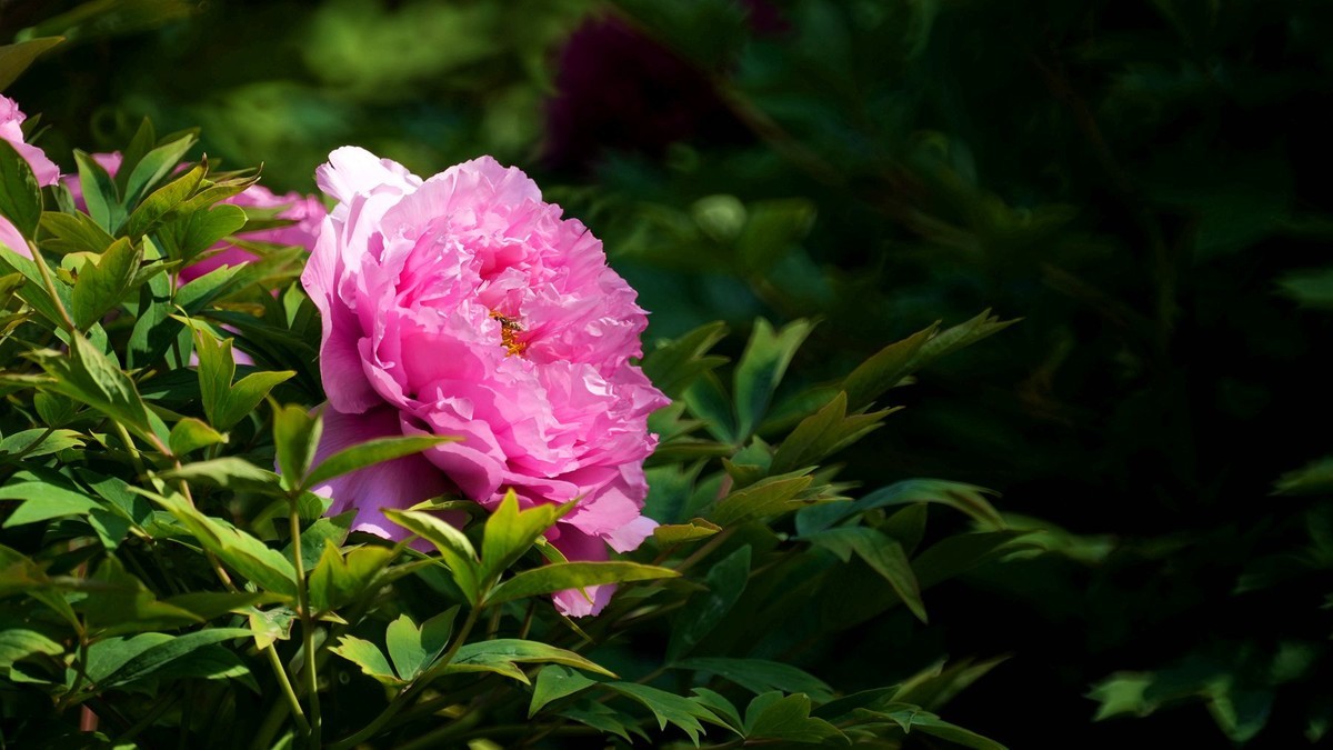 250504 ------  牡  丹