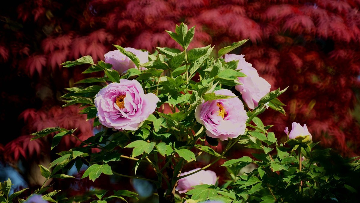 250504 ------  牡  丹