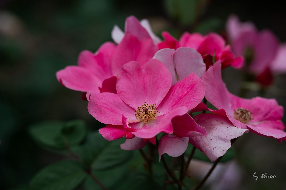公园踏春赏花（11）