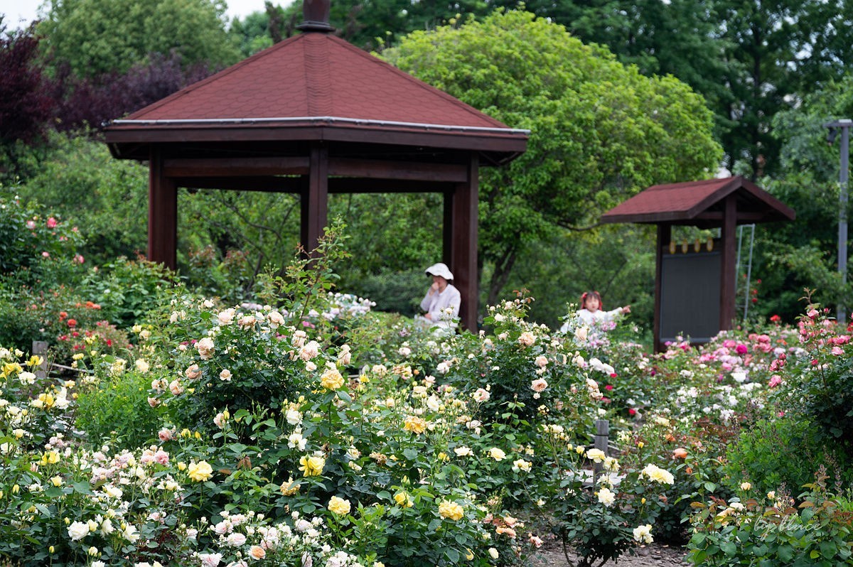 公园踏春赏花（11）