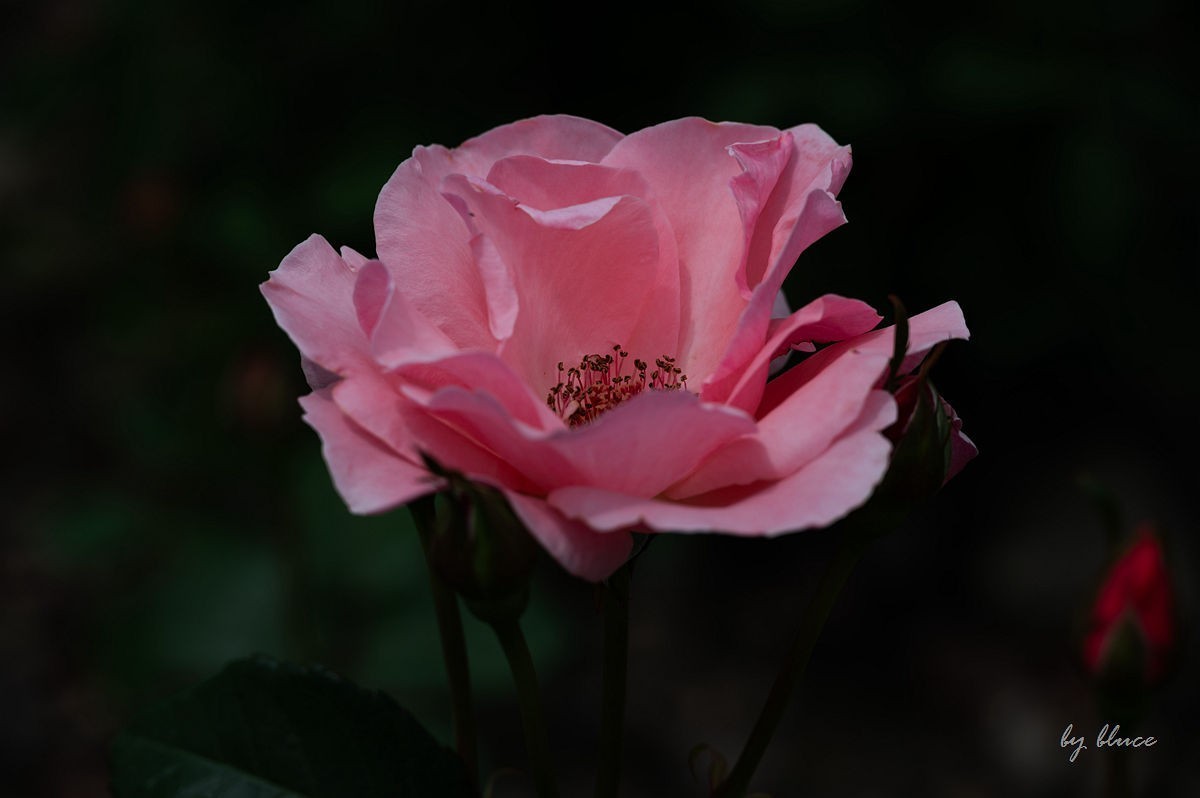 公园踏春赏花（11）