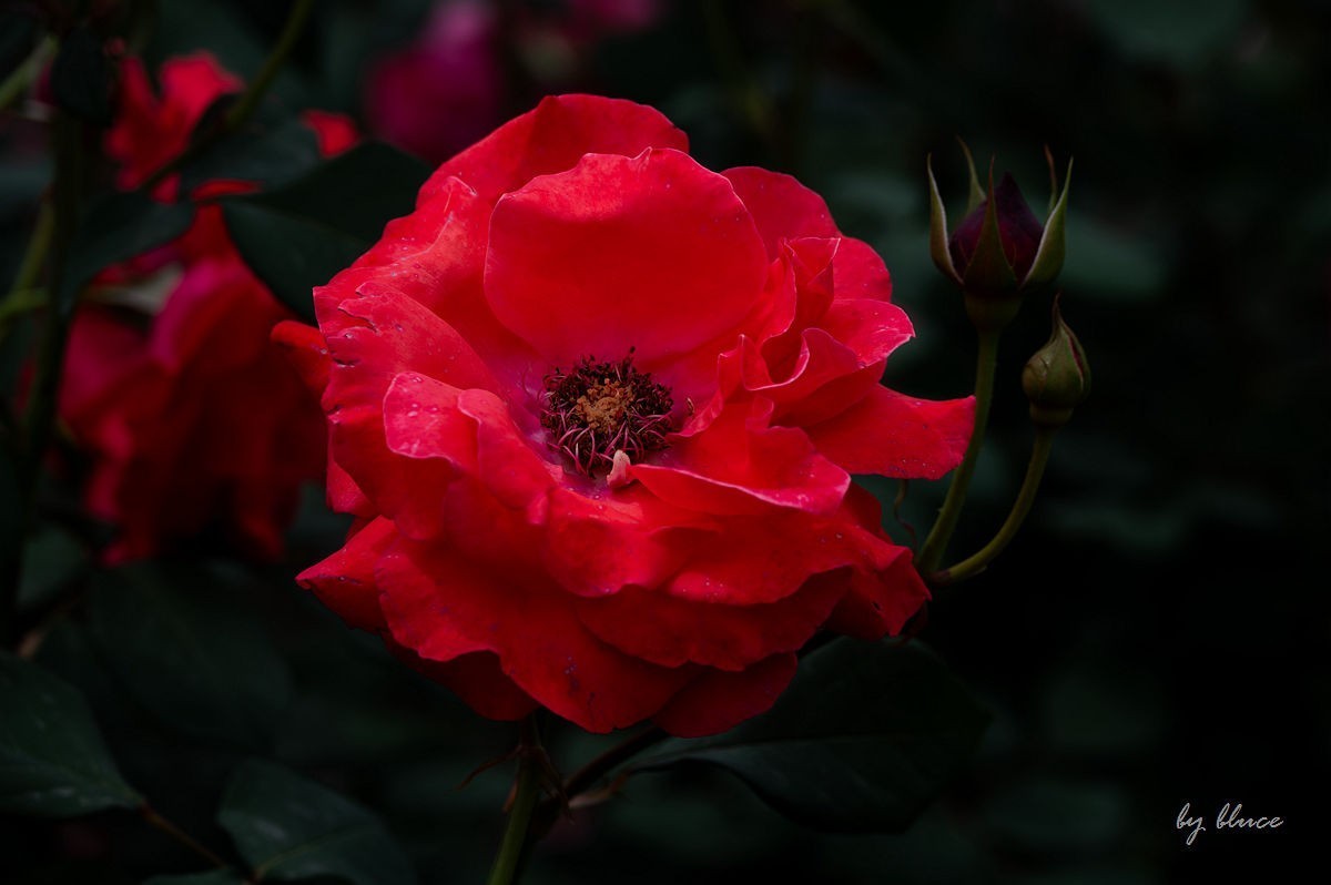 公园踏春赏花（11）