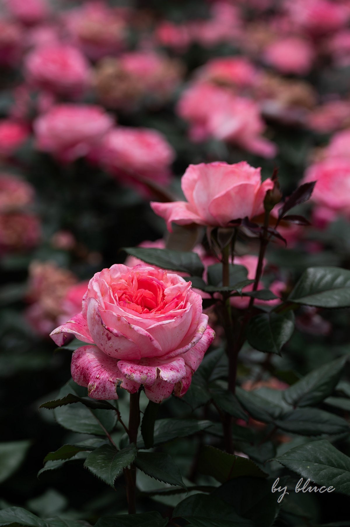 公园踏春赏花（11）