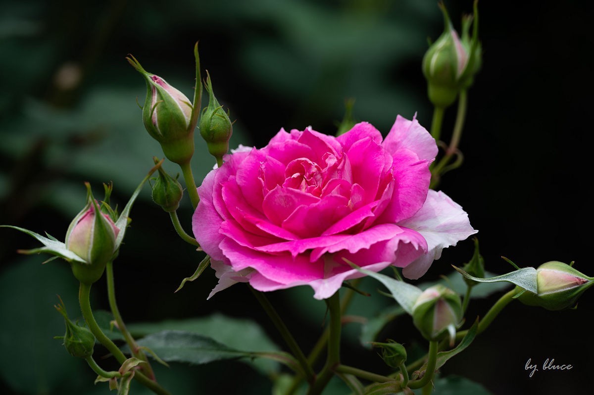 公园踏春赏花（11）