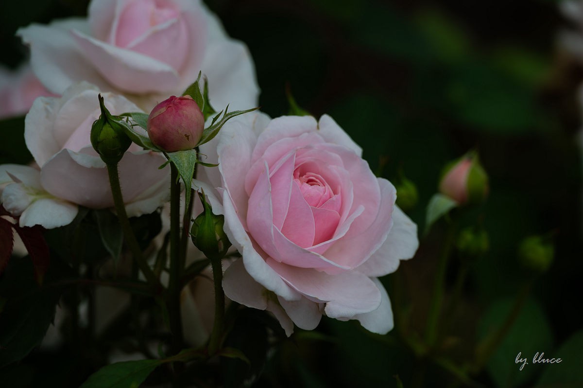 公园踏春赏花（11）