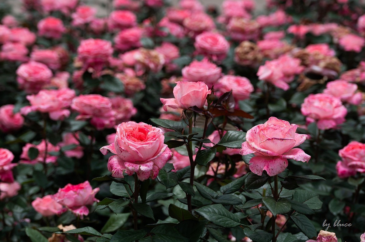 公园踏春赏花（11）