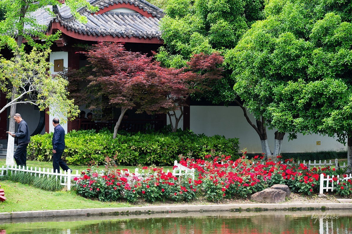 公园踏春赏花（11）