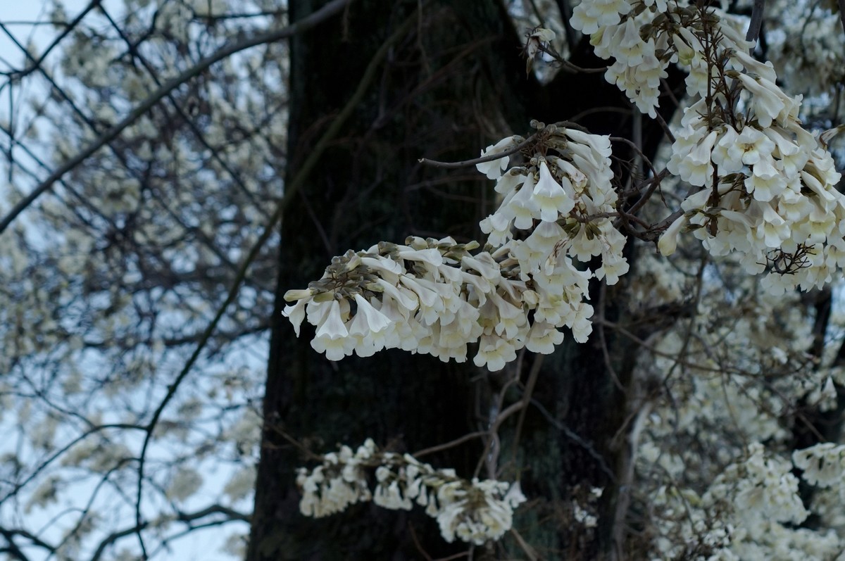 春 天 的 泡 桐 花