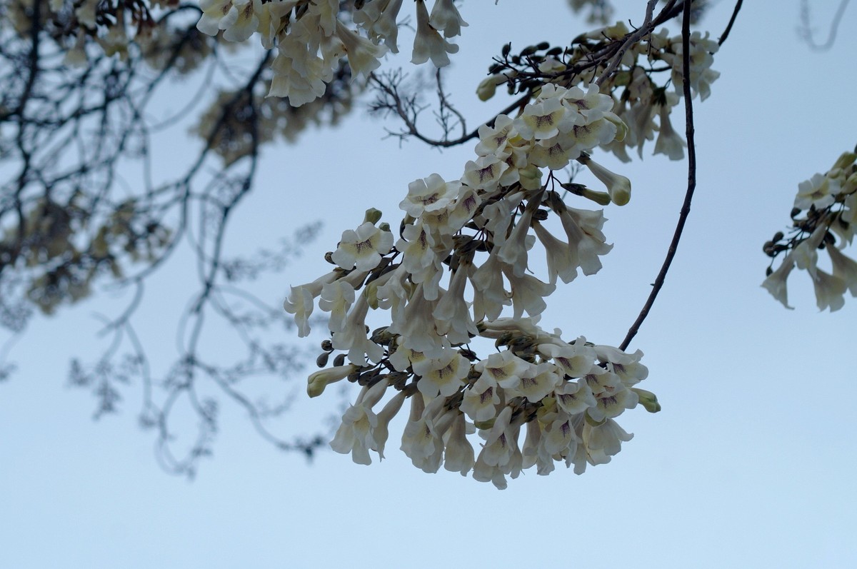 春 天 的 泡 桐 花