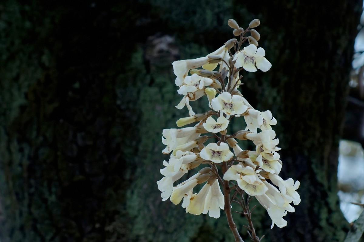 春 天 的 泡 桐 花