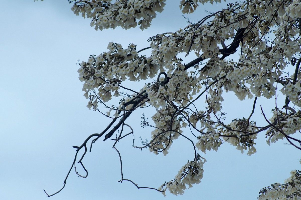 春 天 的 泡 桐 花