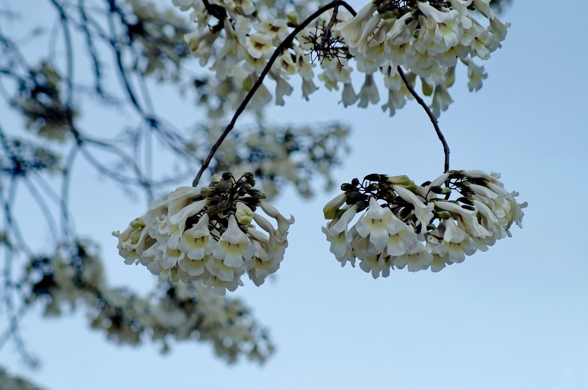 春 天 的 泡 桐 花