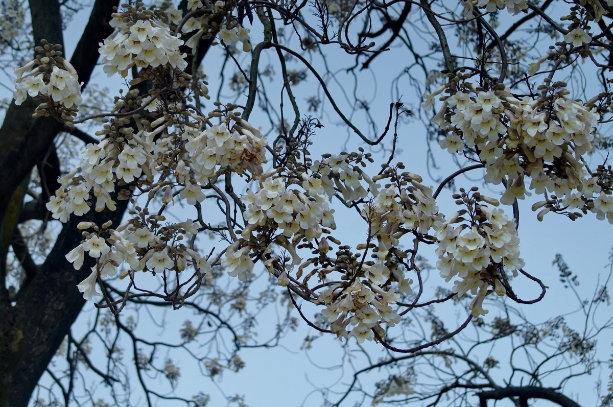 春 天 的 泡 桐 花