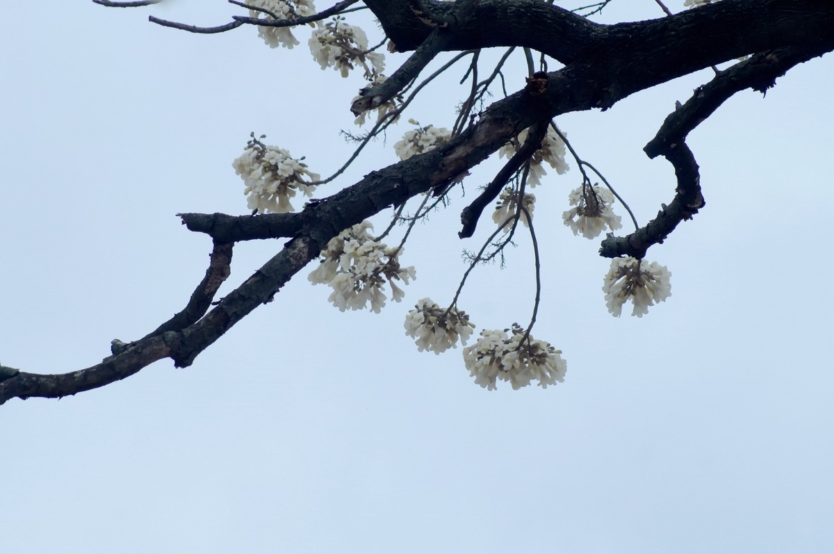 春 天 的 泡 桐 花
