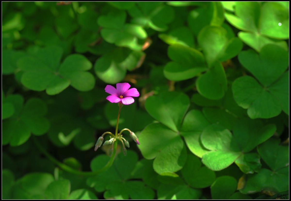 花卉练习（鸢尾花等）