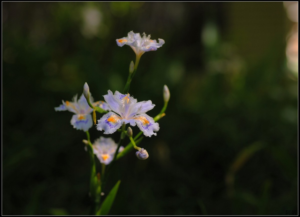 花卉练习（鸢尾花等）