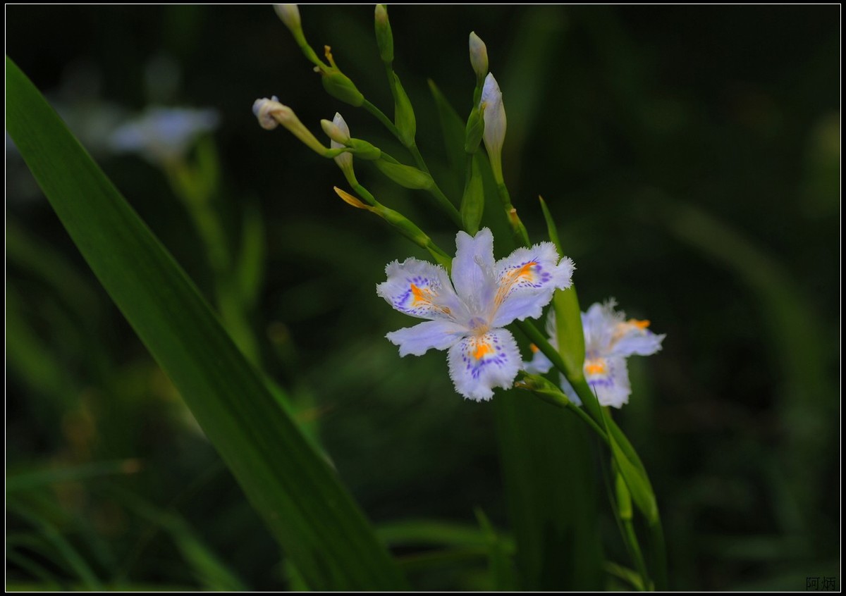 花卉练习（鸢尾花等）
