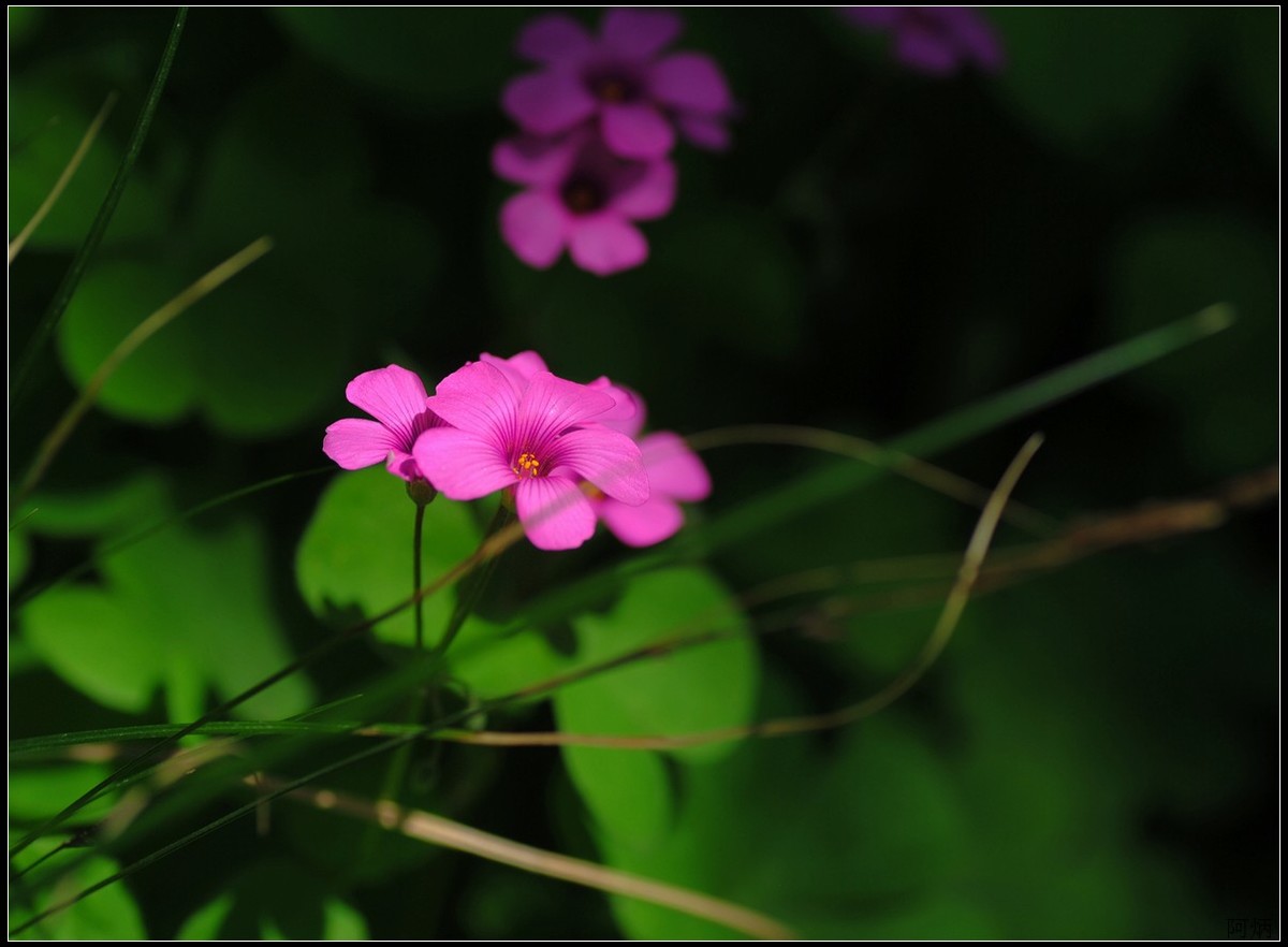 花卉练习（鸢尾花等）