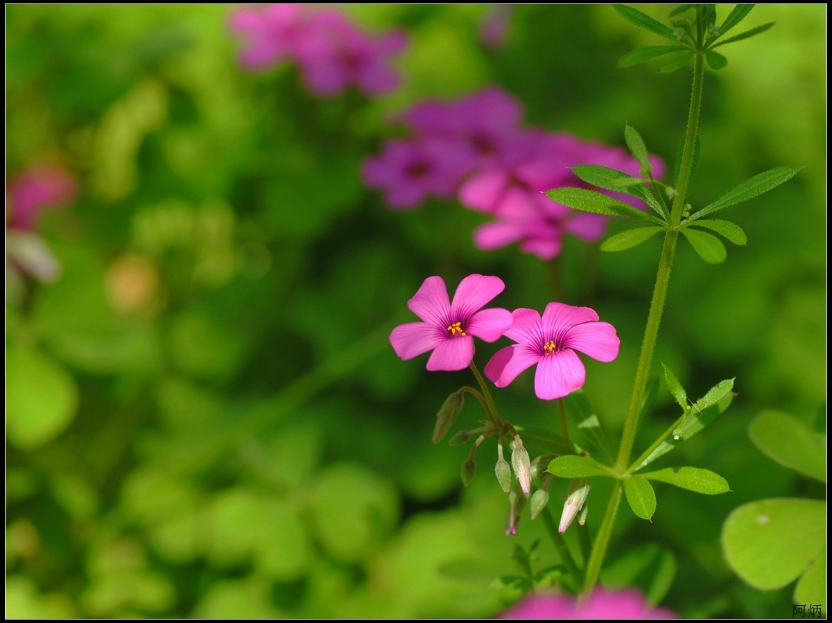 花卉练习（鸢尾花等）