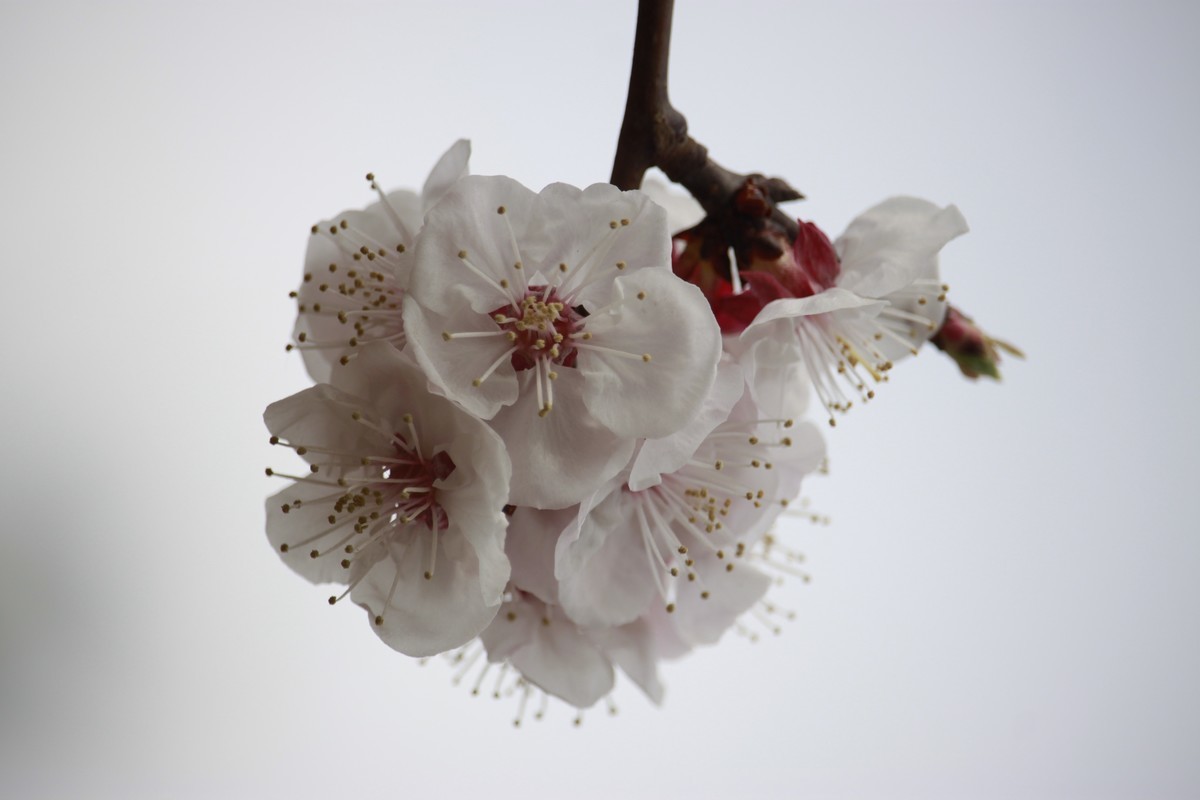 蕊