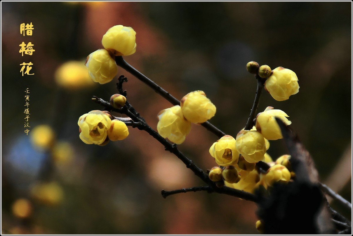 #版主坐堂#小五星空(中国)2022年12月精品荟萃