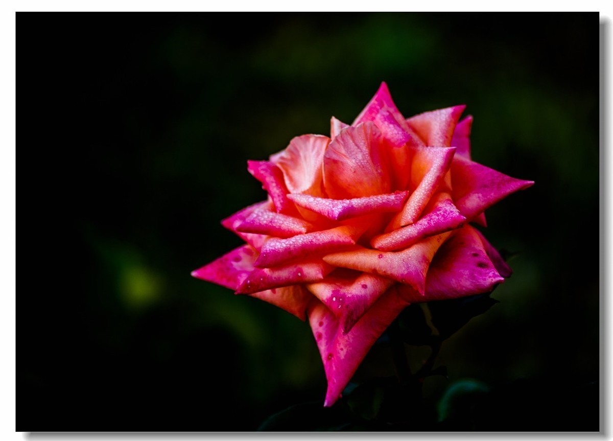 #版主坐堂#小五星空(中国)2022年12月精品荟萃