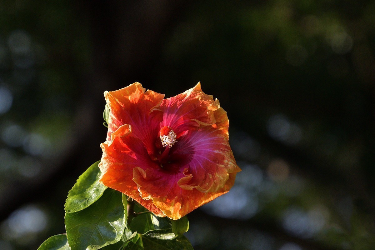 #版主坐堂#小五星空(中国)2022年12月精品荟萃