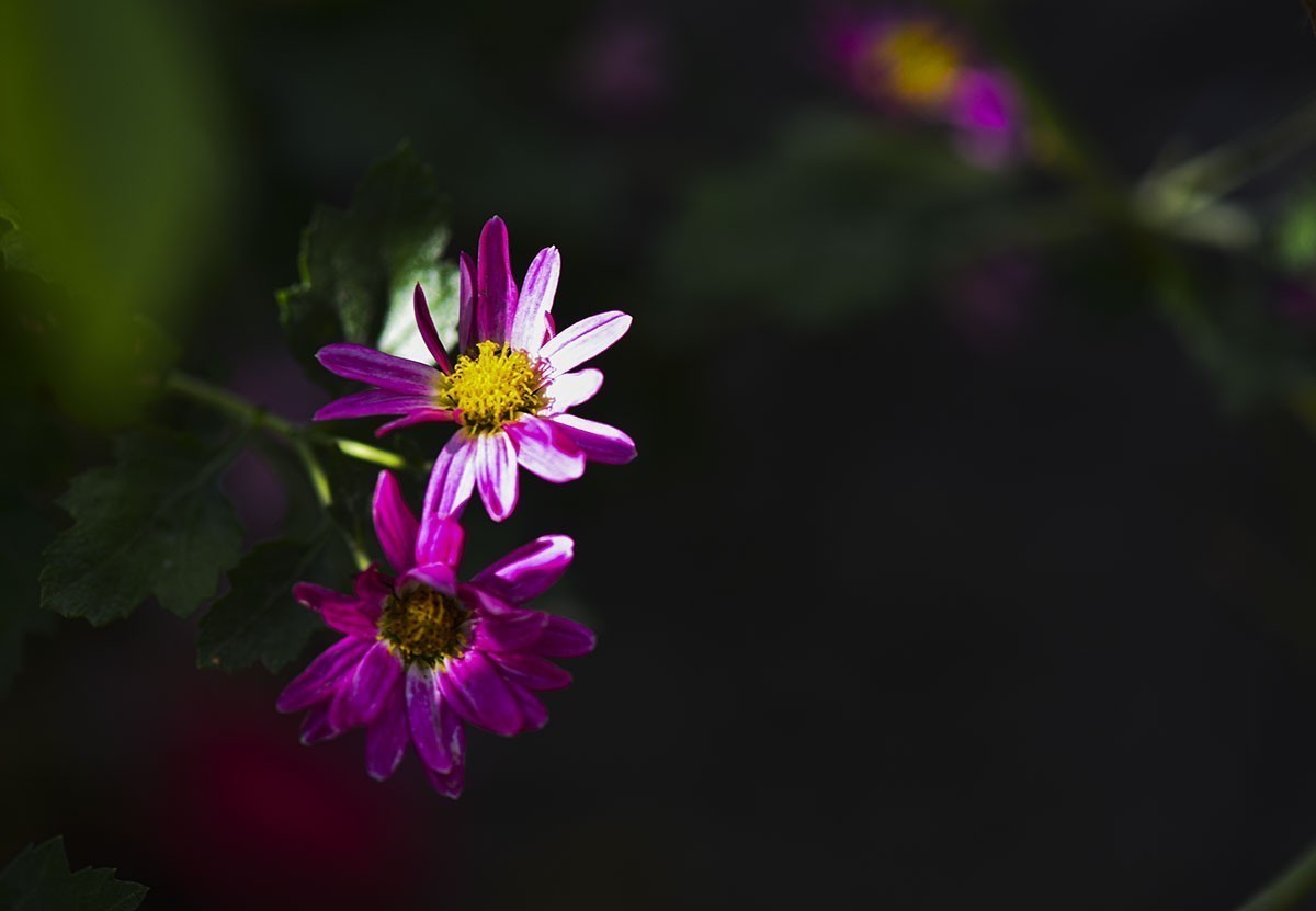 #版主坐堂#小五星空(中国)2022年12月精品荟萃