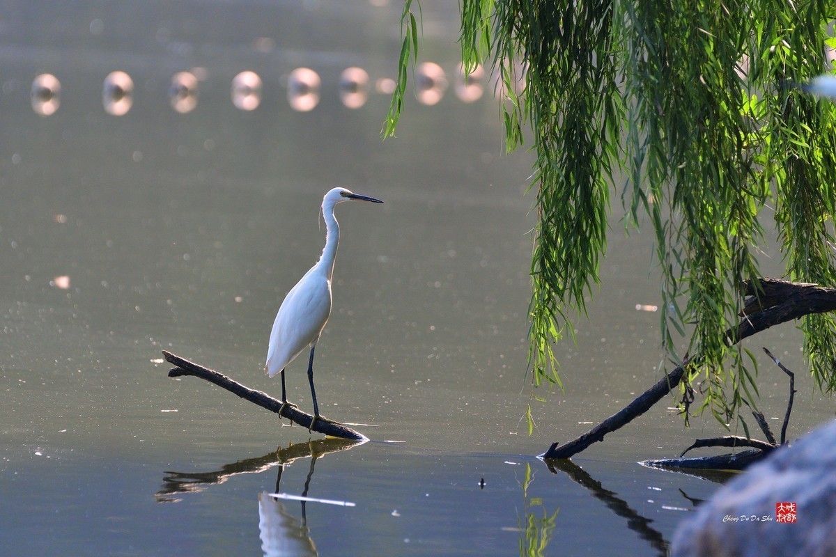 #版主坐堂#小五星空(中国)2022年12月精品荟萃