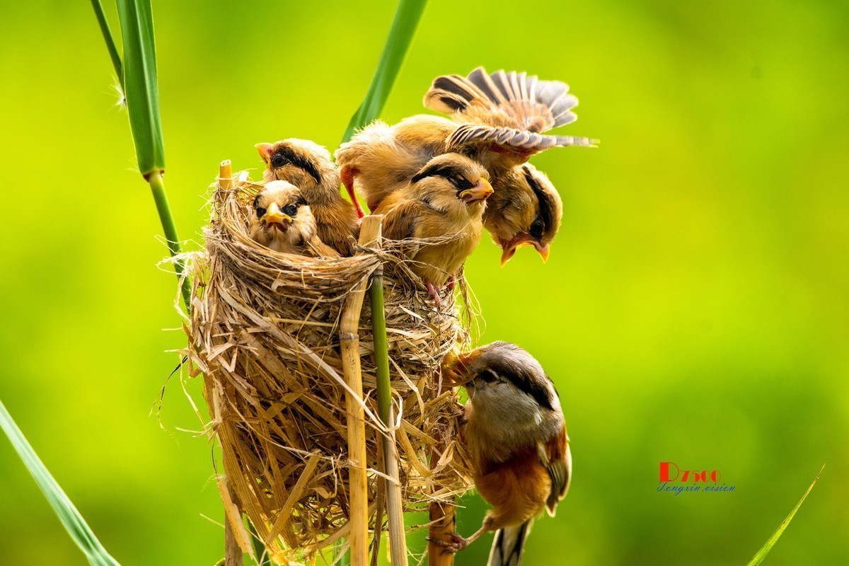 #版主坐堂#小五星空(中国)2022年12月精品荟萃