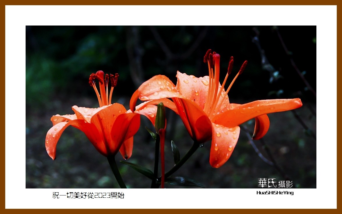 祝一切美好从2023开始—愿朋友们新年里健康平安