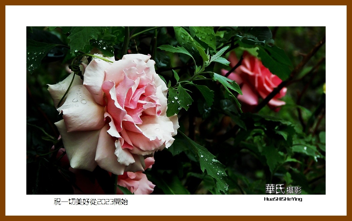 祝一切美好从2023开始—愿朋友们新年里健康平安