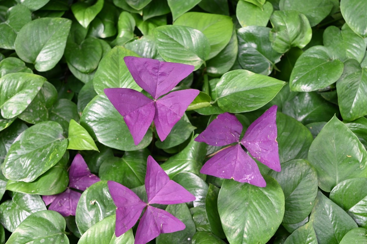 黄河金岸【沙坡头区】