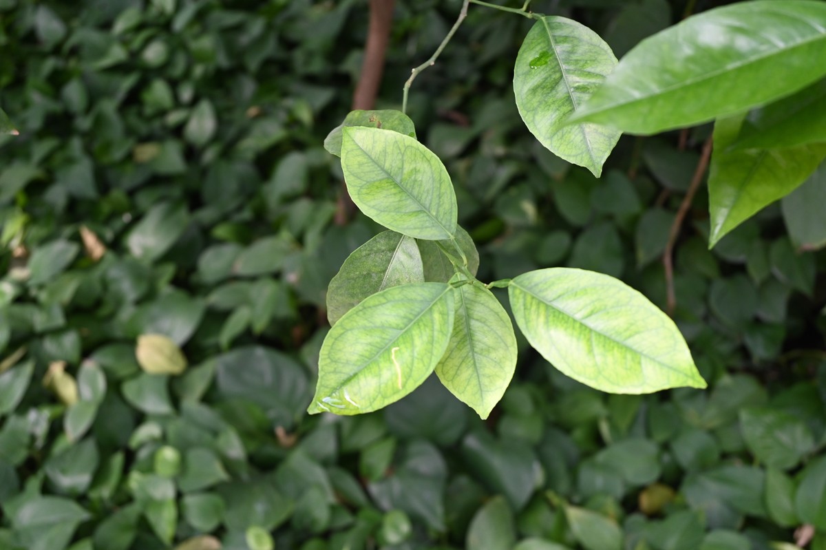 黄河金岸【沙坡头区】