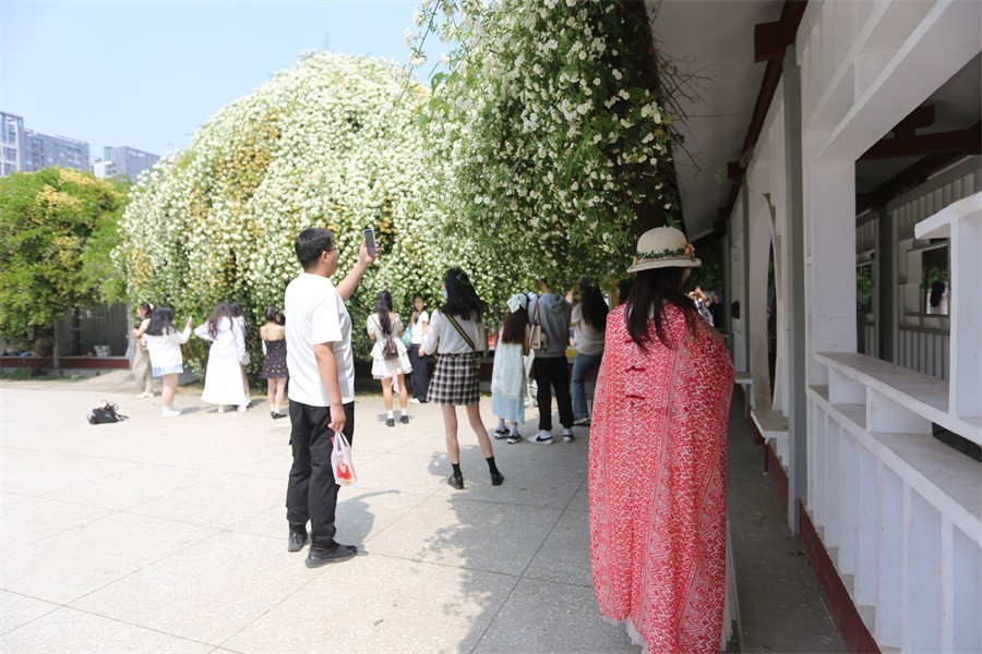 洛阳木香子花开喜迎中外嘉宾