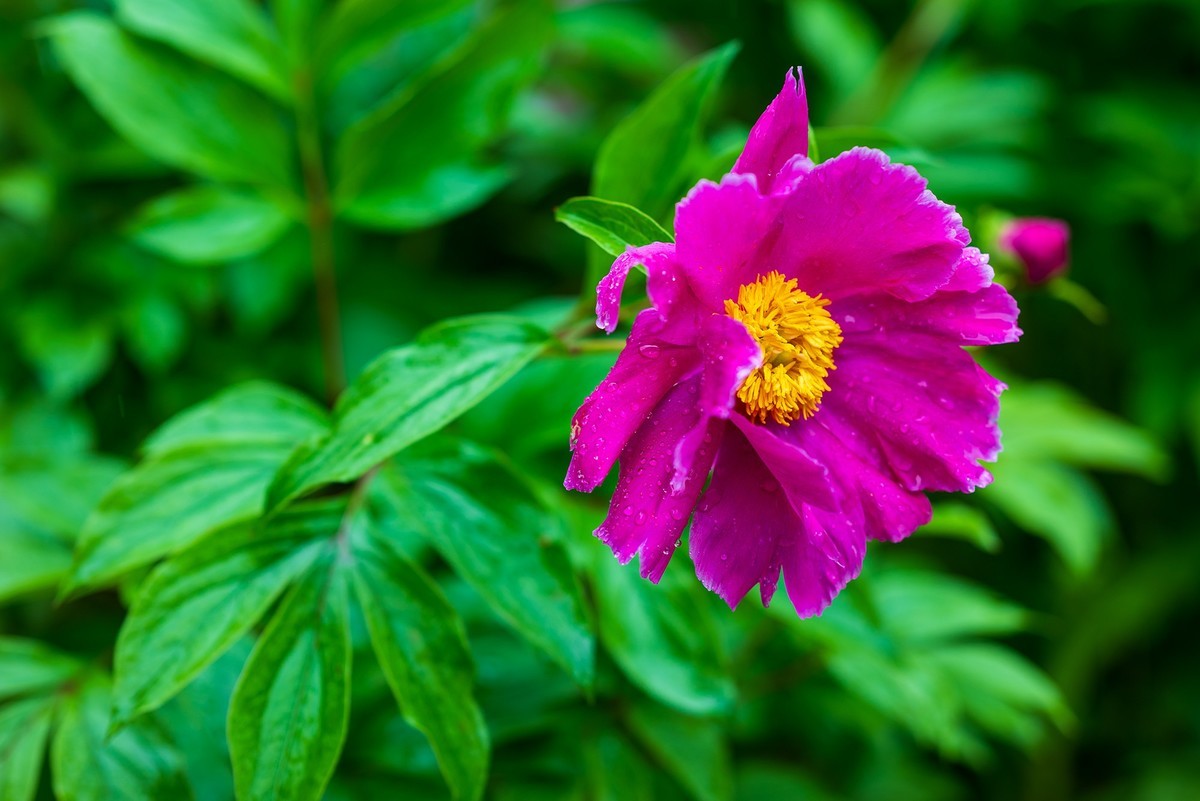 雨中赏花，芍药正当时