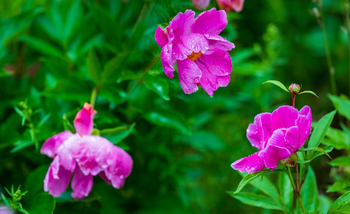 雨中赏花，芍药正当时