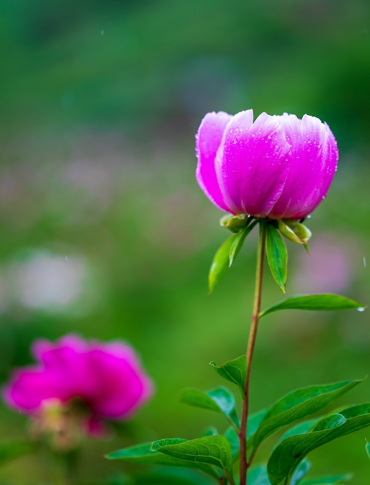 雨中赏花，芍药正当时