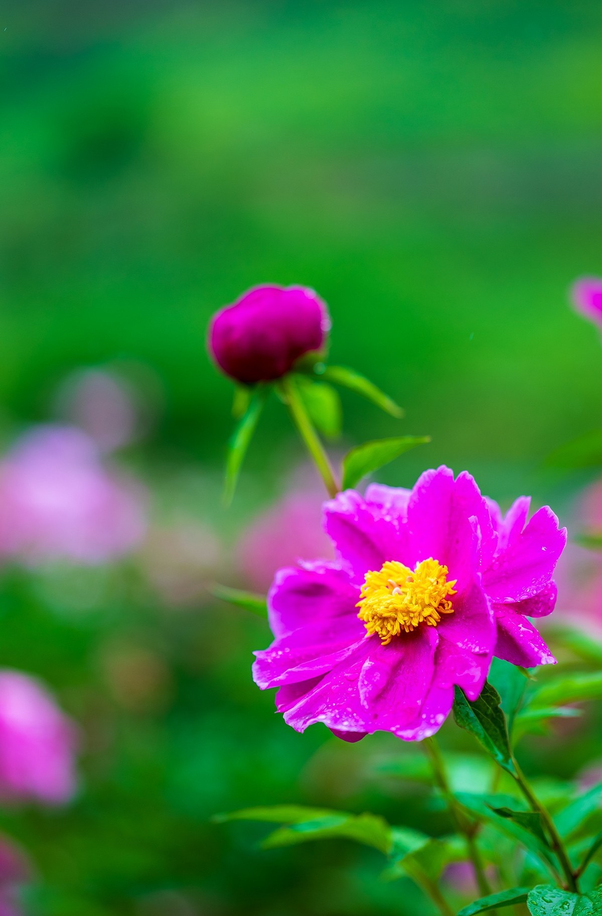 雨中赏花，芍药正当时